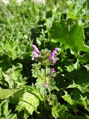 lamium amplexicaule